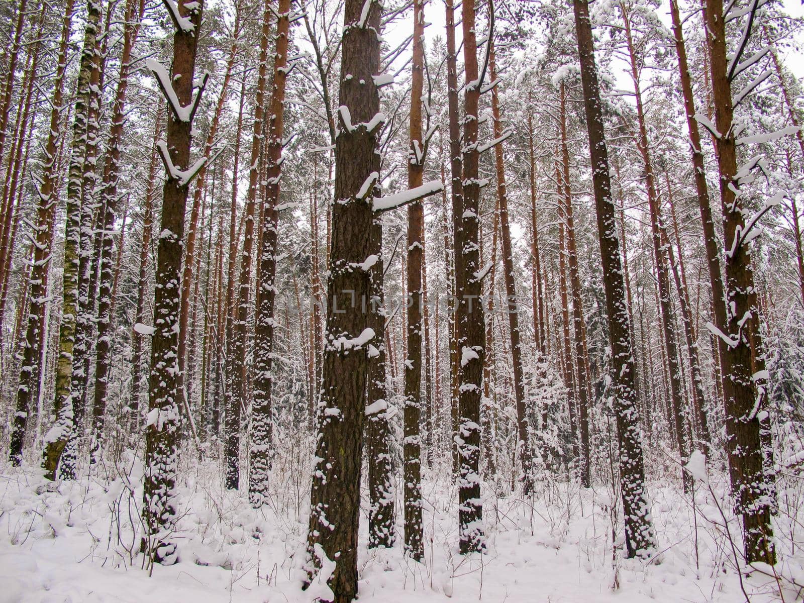 Cold winter day in the snow covered forest.