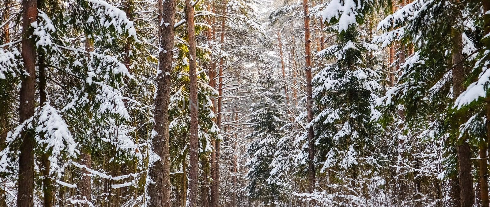 Winter landscape with snowy forest. Nature winter background by Olayola