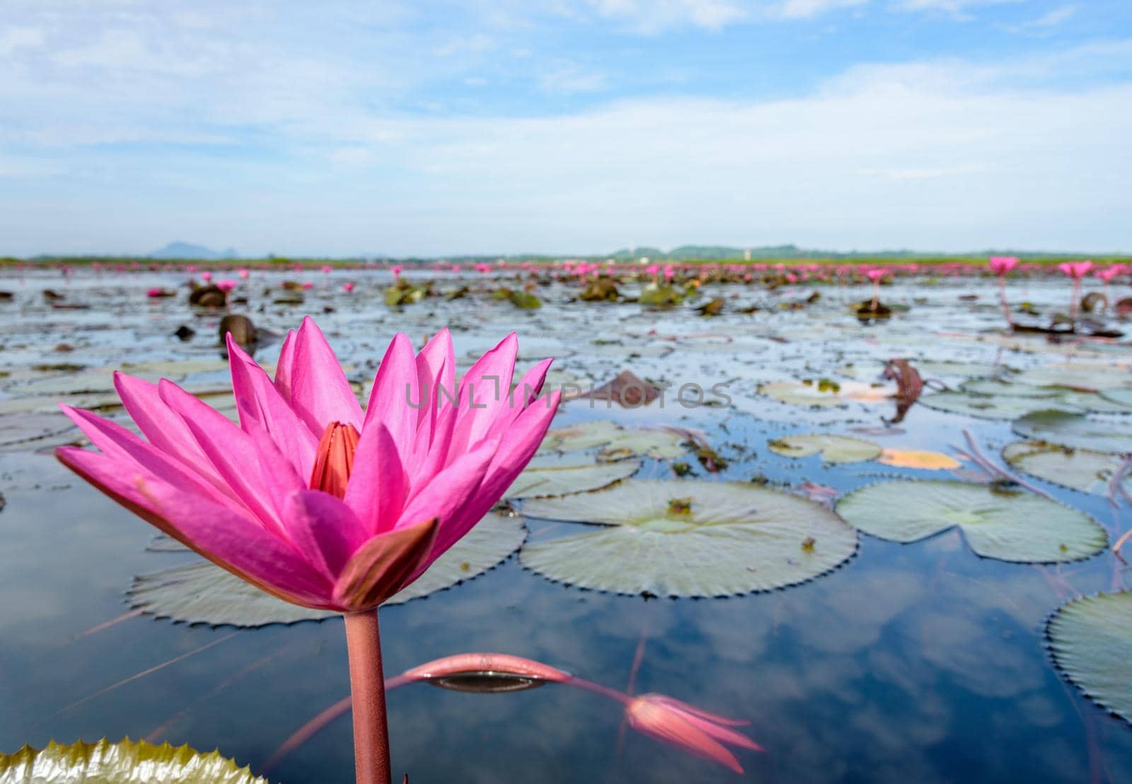 Beautiful nature landscape of many red lotus flowers, close up Red Indian Water Lily or Nymphaea Lotus in the pond at Thale Noi Waterfowl Reserve Park, Phatthalung province, Thailand