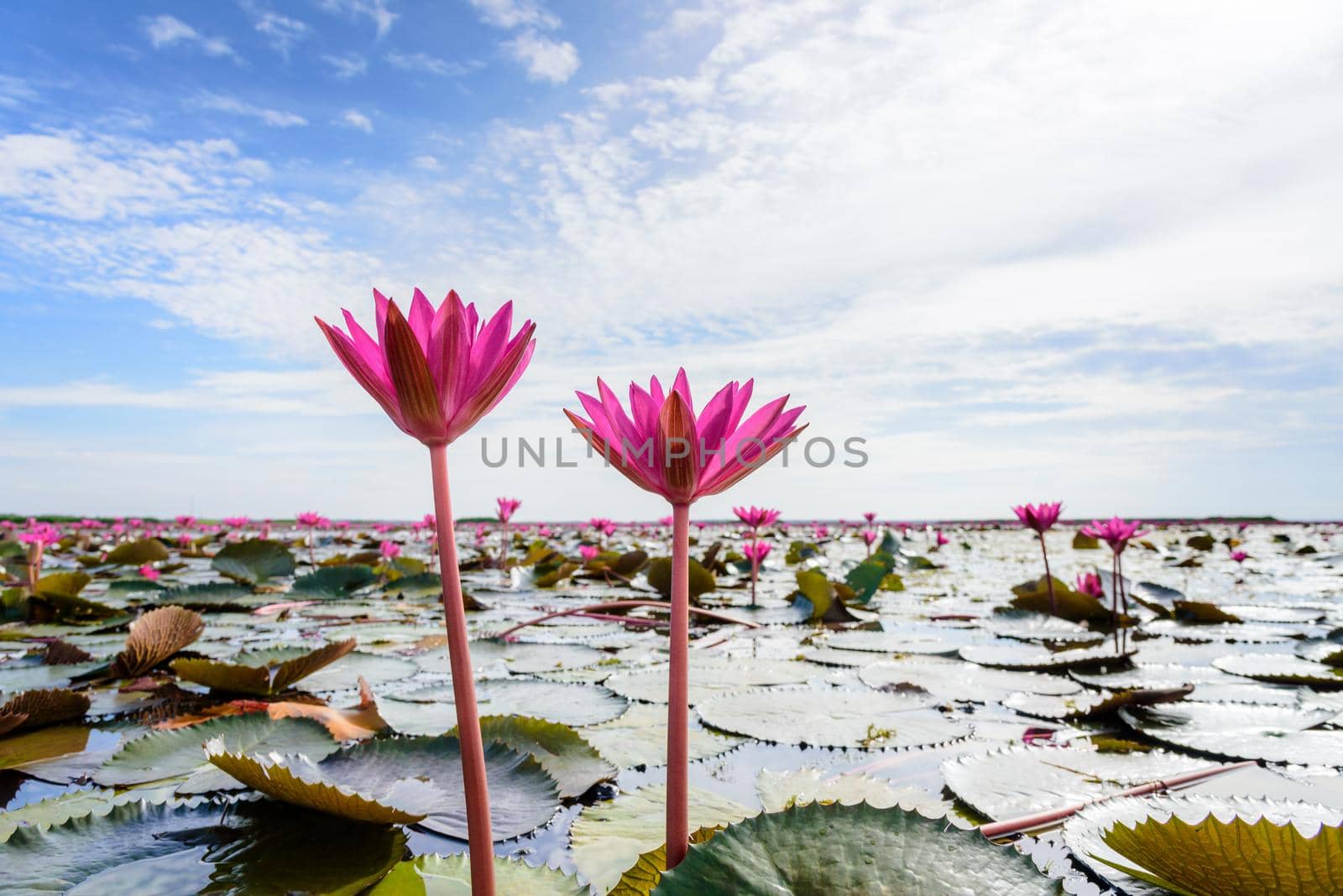 Beautiful nature landscape and close-up of two Red Lotus flowers or Red Indian Water Lily or Nymphaea Lotus in the pond under the blue sky at Thale Noi Waterfowl Reserve Park, Phatthalung, Thailand