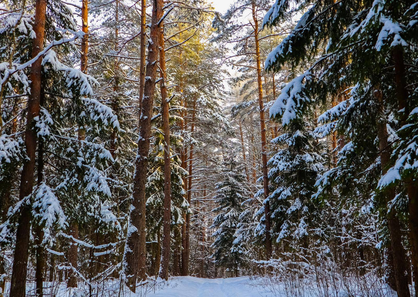 Snowy winter forest on a sunny day. White snow trail. Snow covered trees lit by sunlight by Olayola