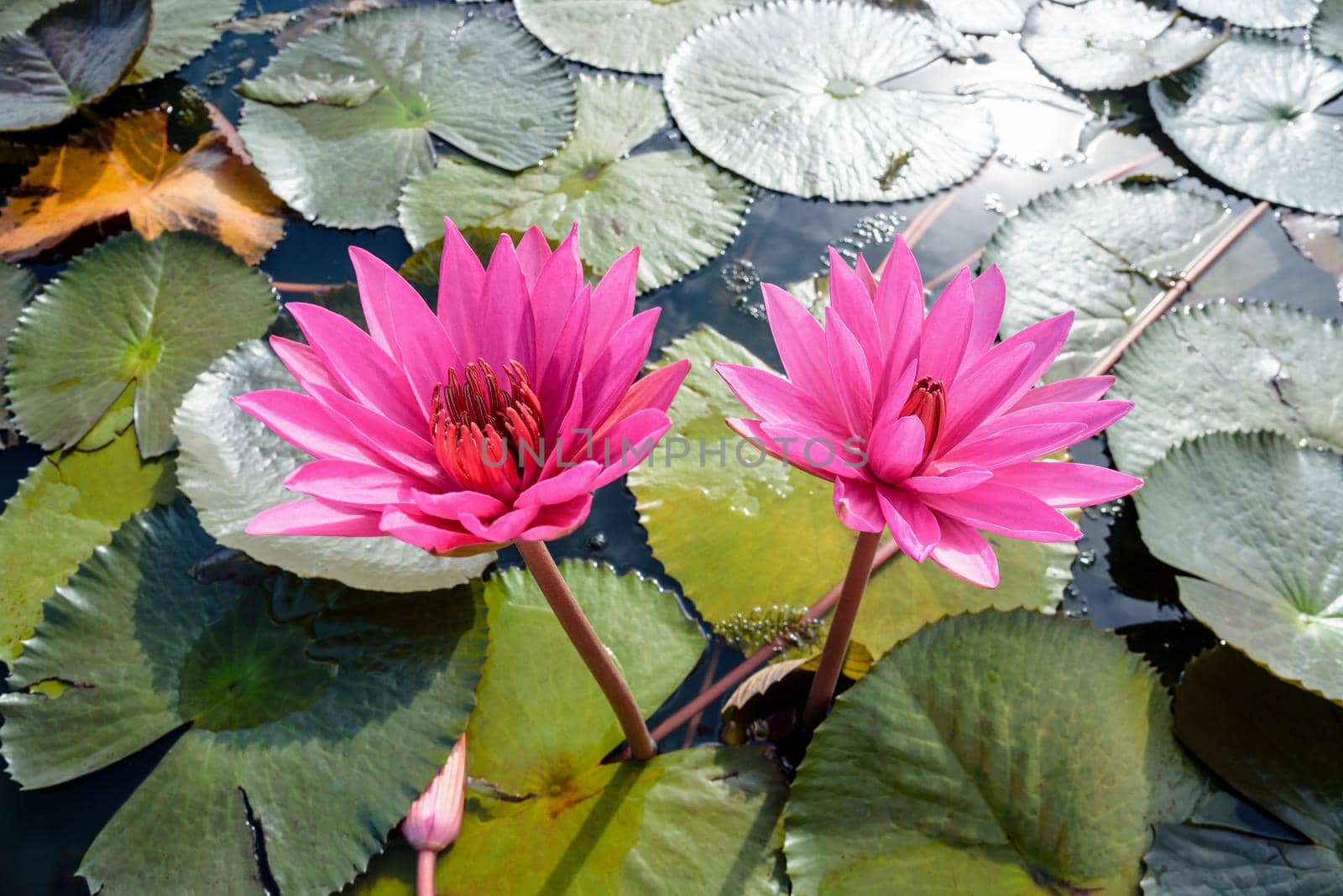 Beautiful nature close-up on top of two red lotus flowers or Red Indian Water Lily or Nymphaea Lotus in the pond at Thale Noi Waterfowl Reserve Park, Phatthalung, Thailand