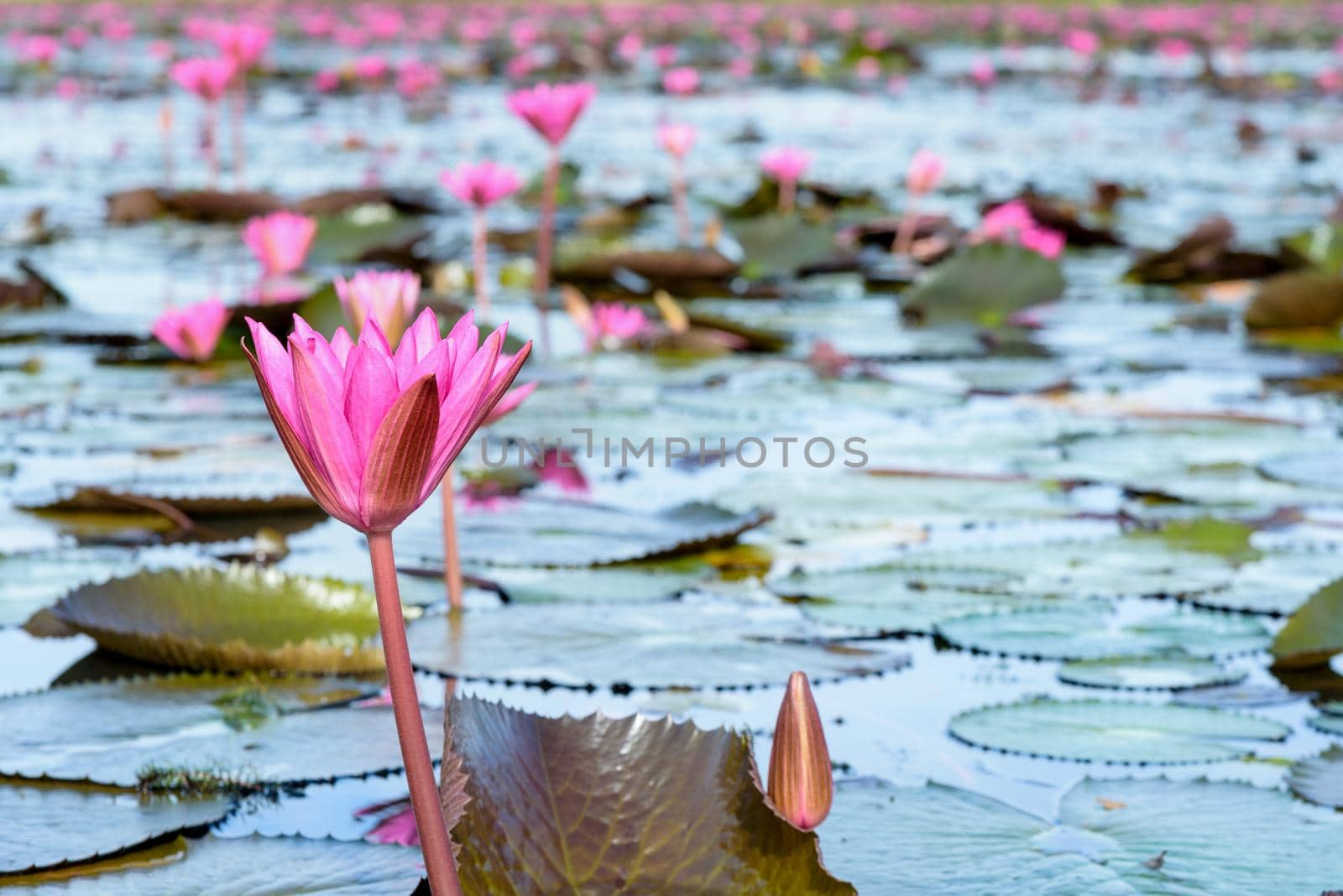 Beautiful nature landscape of many red lotus flowers, close up Red Indian Water Lily or Nymphaea Lotus in the pond at Thale Noi Waterfowl Reserve Park, Phatthalung province, Thailand