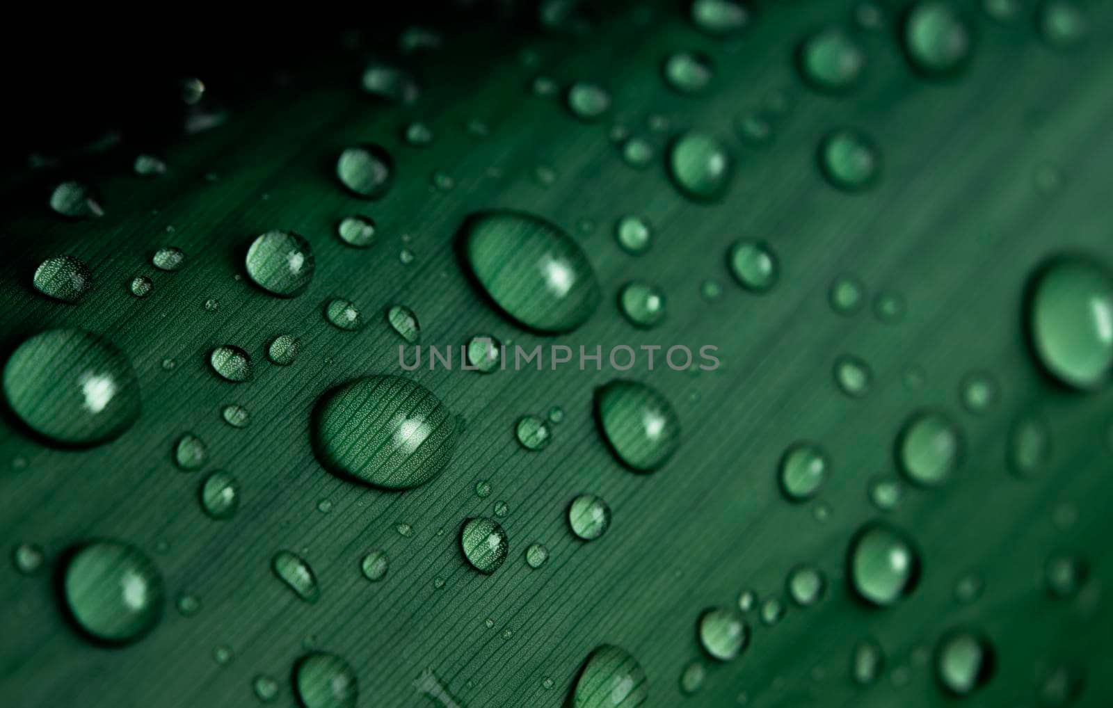 close-up water drop on lush green foliage after rainning. by thanumporn