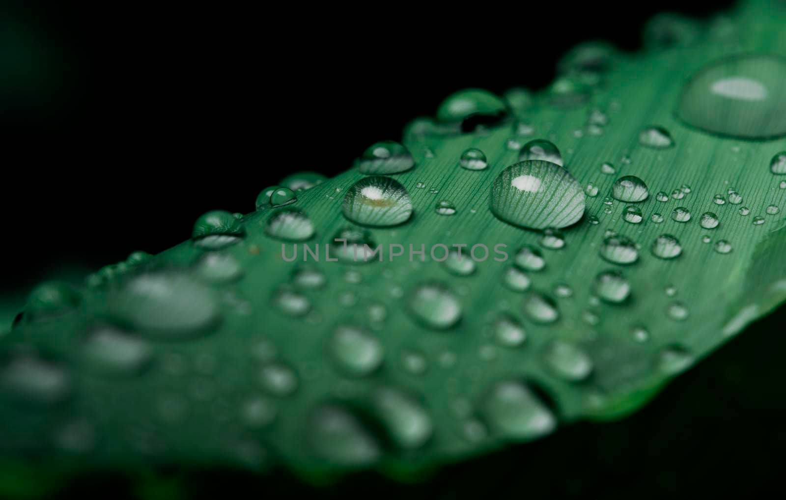 close-up water drop on lush green foliage after rainning. by thanumporn
