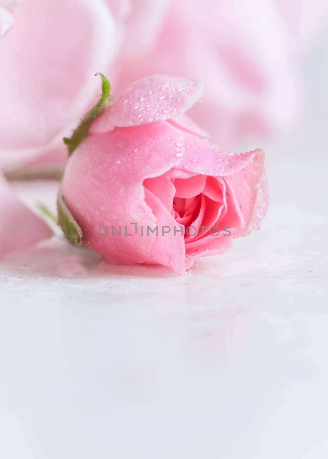 Beautiful pink rose with water drops on white marble. Can be used as a background. Romantic style