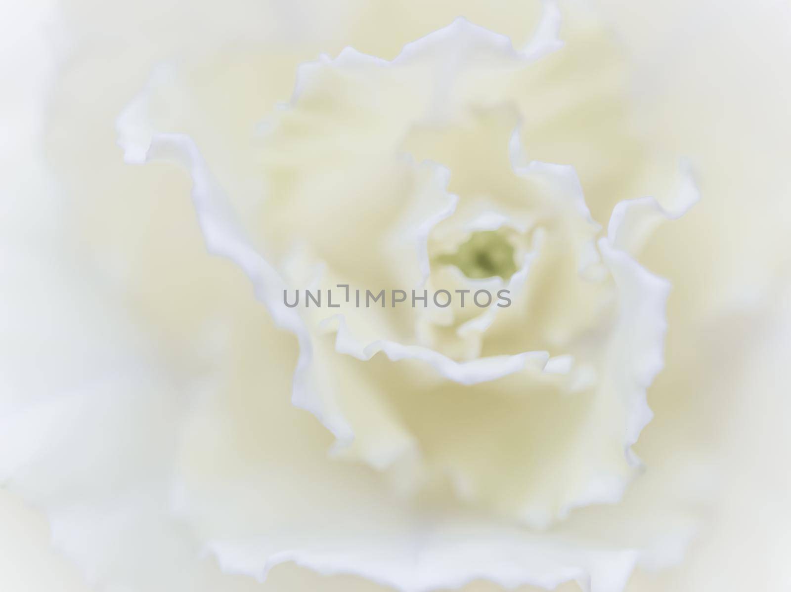 Abstract floral background, white carnation flower. Macro flowers backdrop for holiday brand design by Olayola