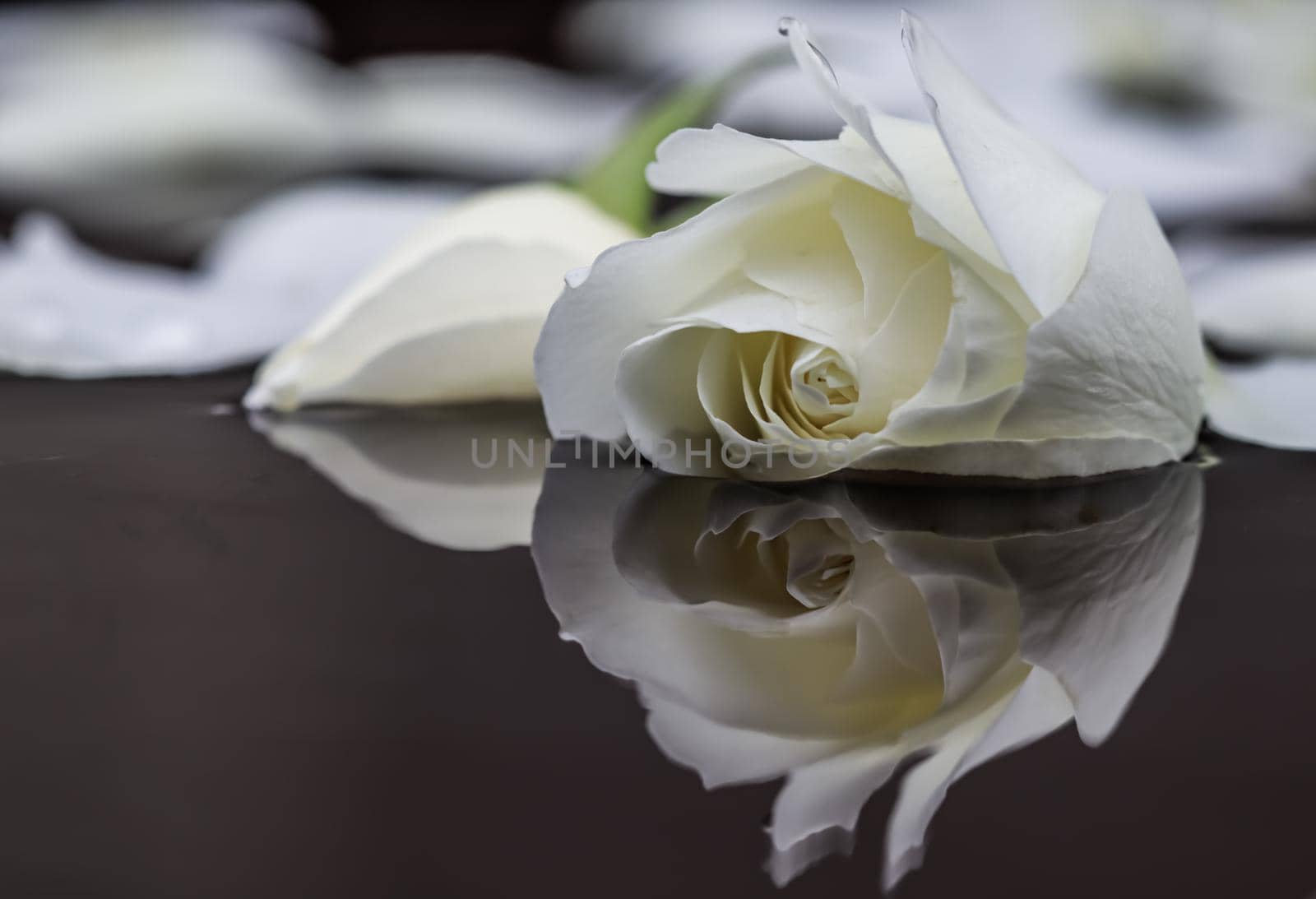 White rose and petals on the water. Aromatherapy and spa concept