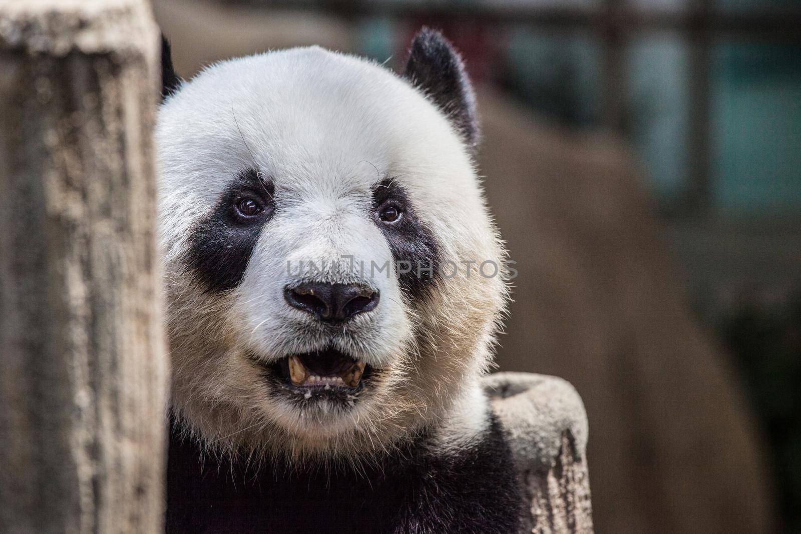 Close up Portrait of adult panda with open mouth