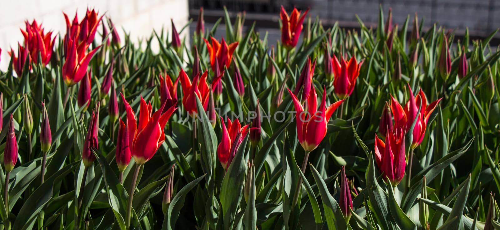 Red color Tulips Bloom in Spring  by berkay