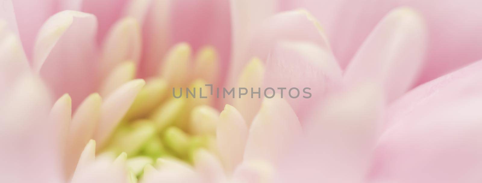 Abstract floral background, pink chrysanthemum flower. Macro flowers backdrop for holiday brand design by Olayola