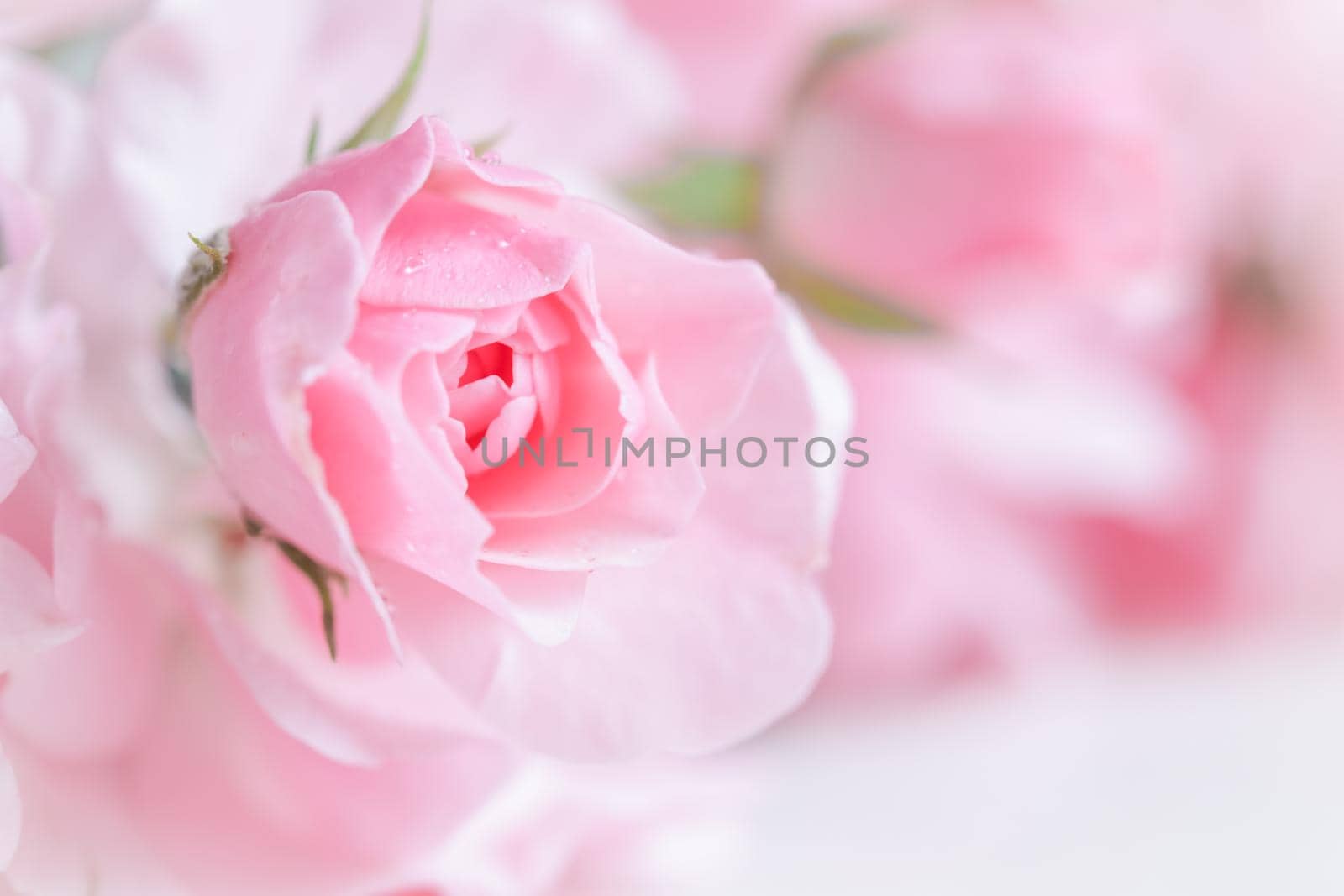 Beautiful pink rose with water drops. Can be used as background. Soft focus. Romantic style by Olayola