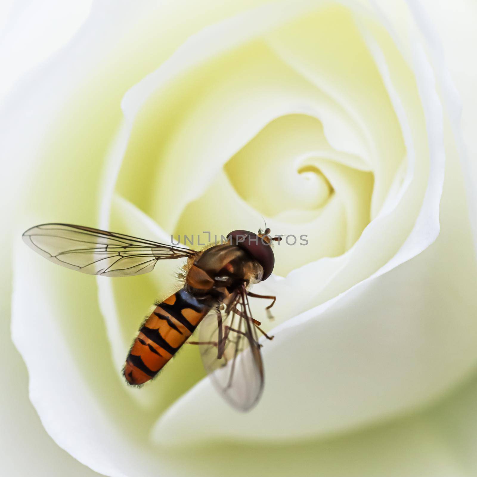 Working bee on a beautiful white rose by Olayola