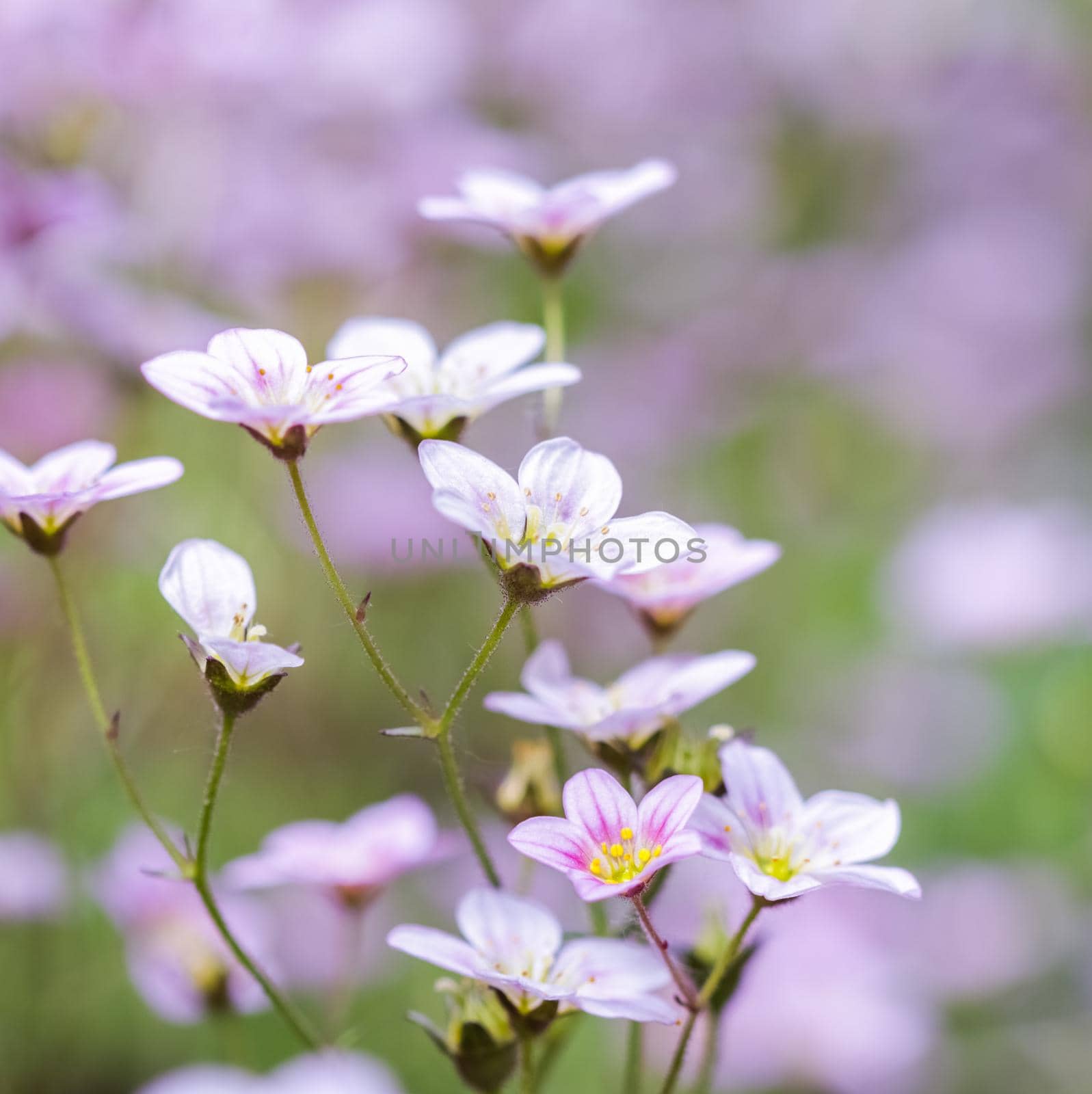 Delicate white pink flowers of Saxifrage moss in spring garden. Floral background