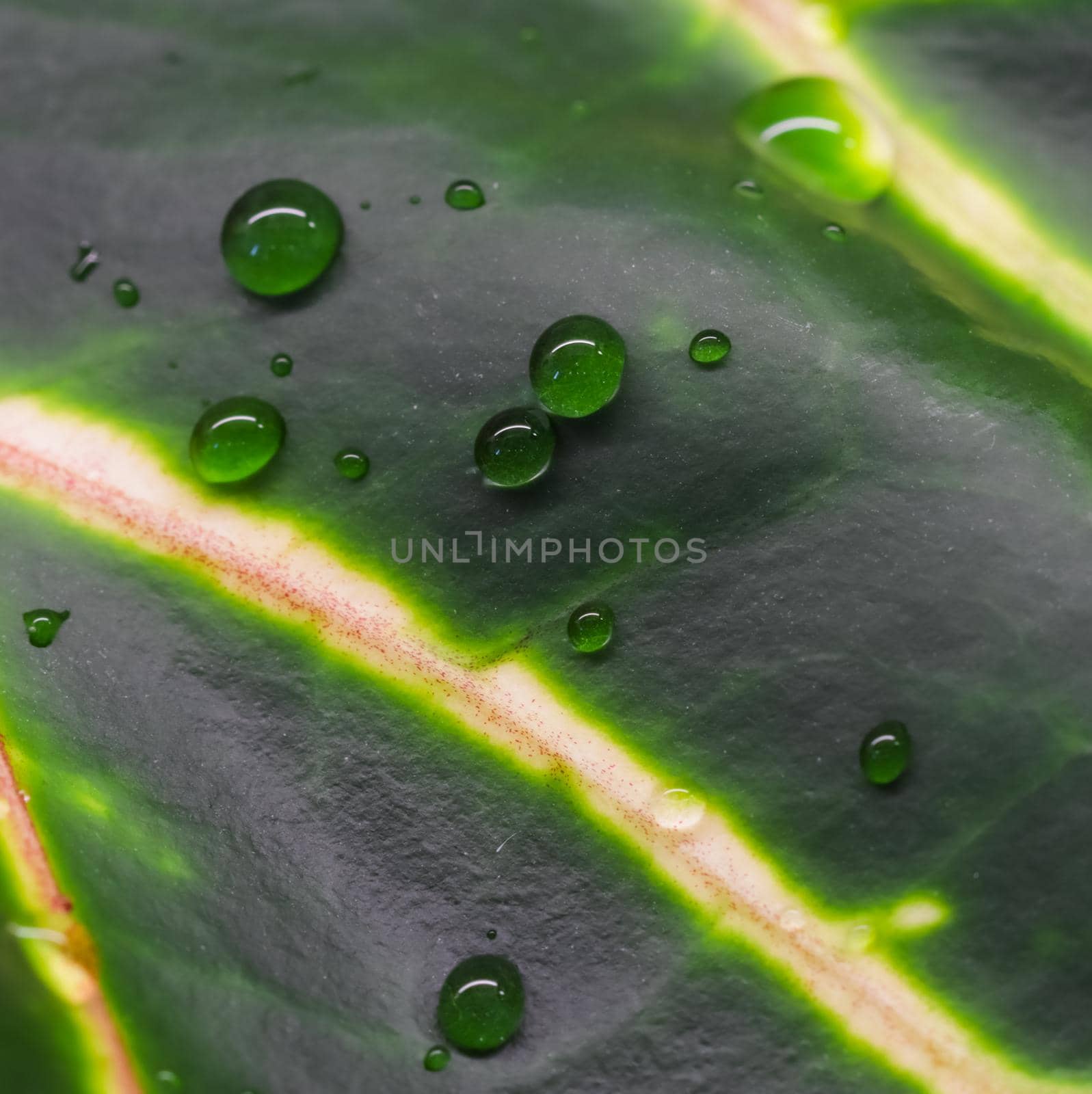 Abstract green background. Macro Croton plant leaf with water drops. Natural backdrop for brand design