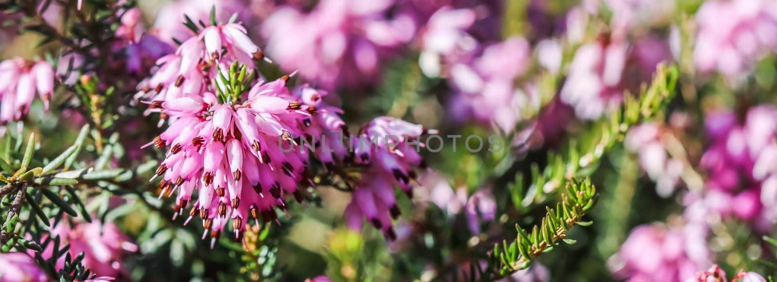 Pink Erica carnea flowers (winter Heath) in the garden in early spring. Floral background, botanical concept