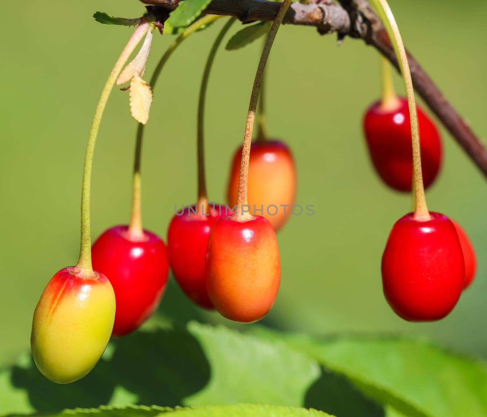 Cherries on a tree branch in the garden on sunny day