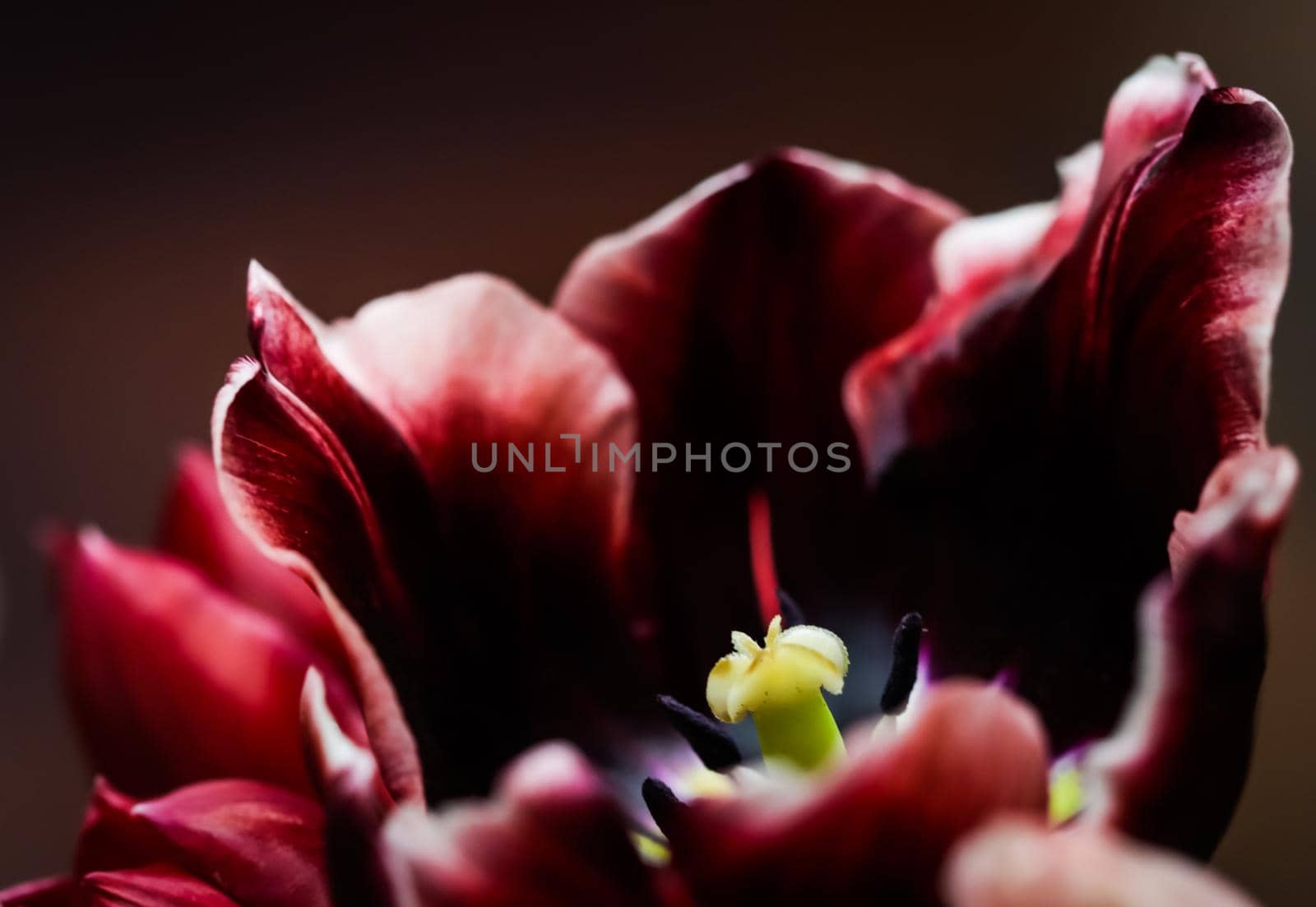 Red tulips in a vase on a dark background by Olayola