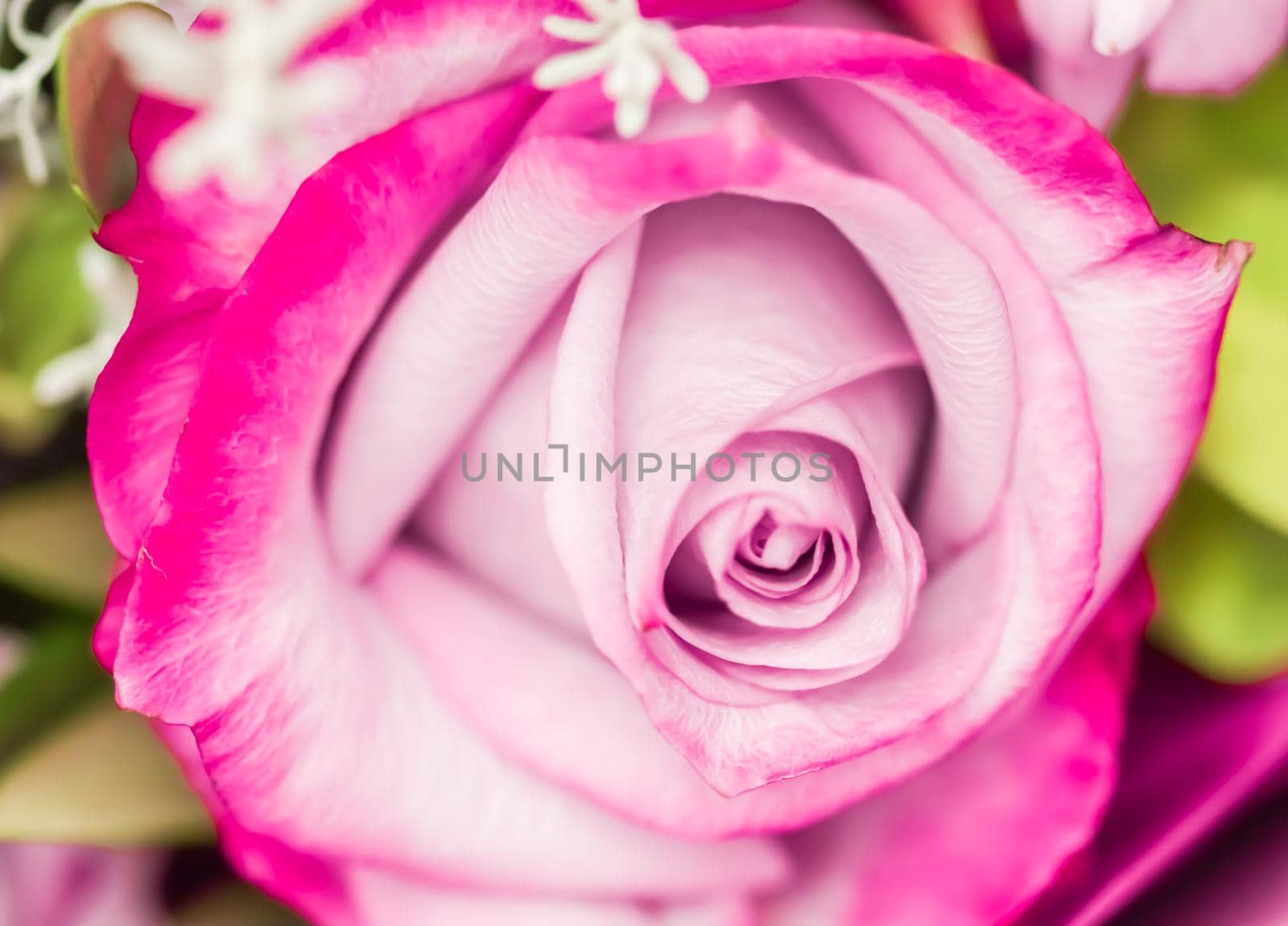 Soft focus, abstract floral background, purple rose flower. Macro flowers backdrop for holiday brand design by Olayola