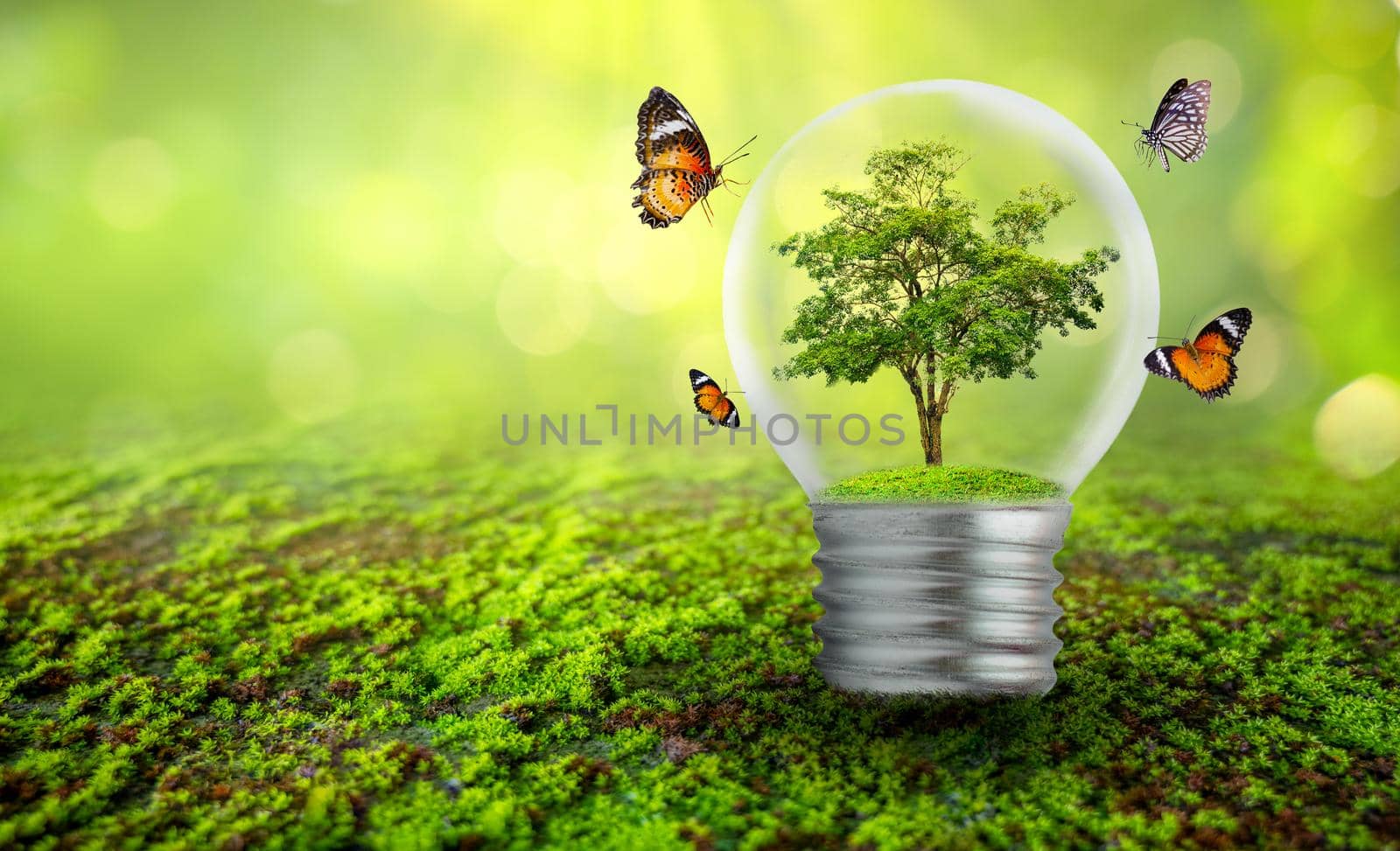 The bulb is located on the inside with leaves forest and the trees are in the light. Concepts of environmental conservation and global warming plant growing inside lamp bulb over dry by sarayut_thaneerat