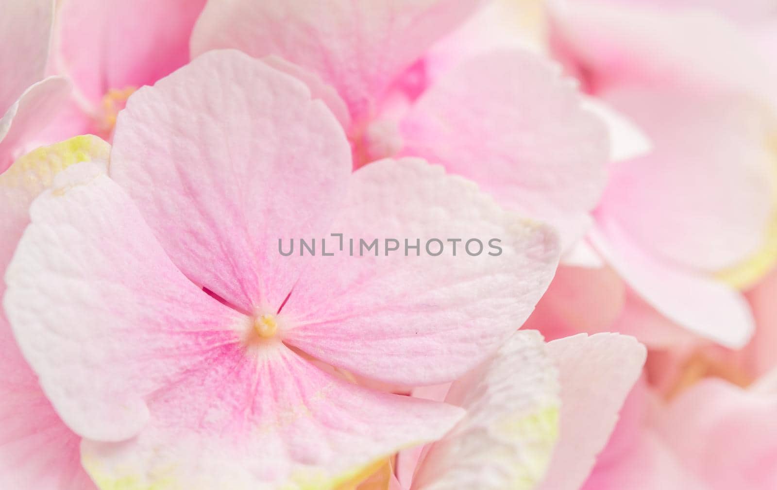 Background of pink flowers. Hydrangea or hortensia in blossom. by Olayola