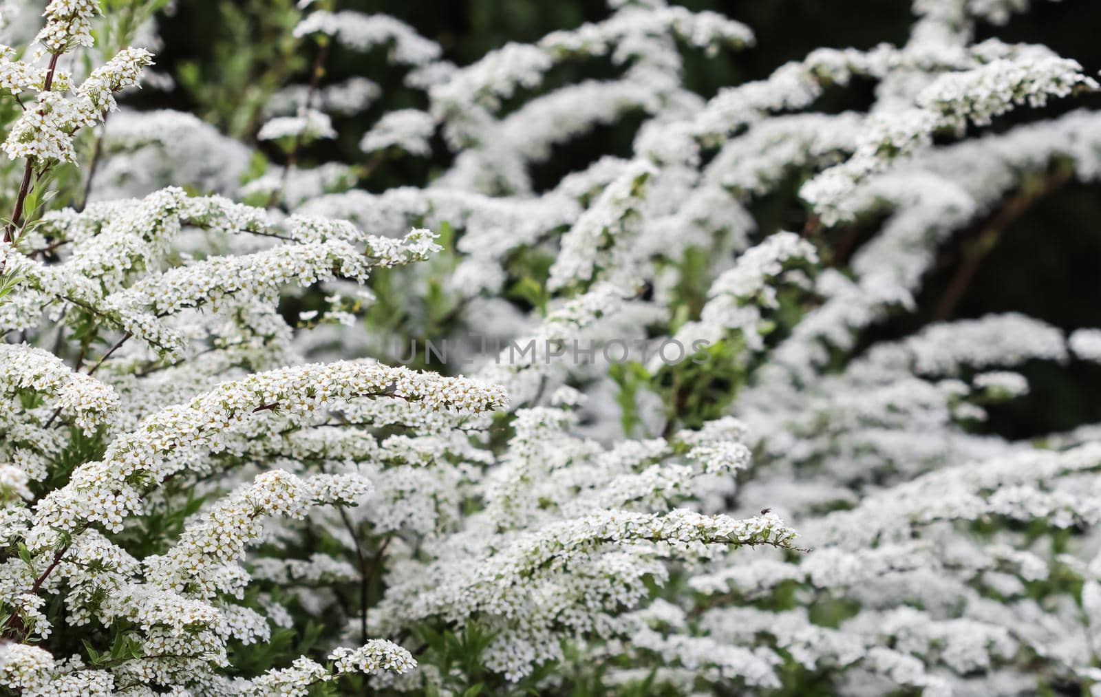 Thunberg Spirea bush in blossom. Background of white flowers by Olayola