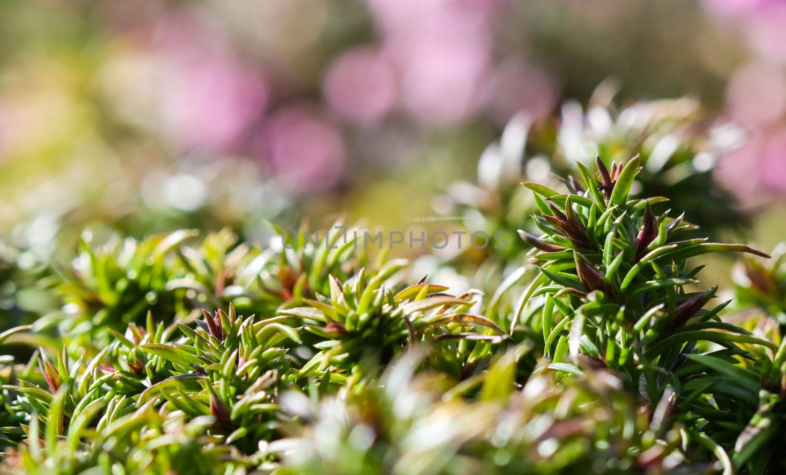 Green background of long spreading stems, foliage and buds of Creeping Phlox flowers in the garden by Olayola