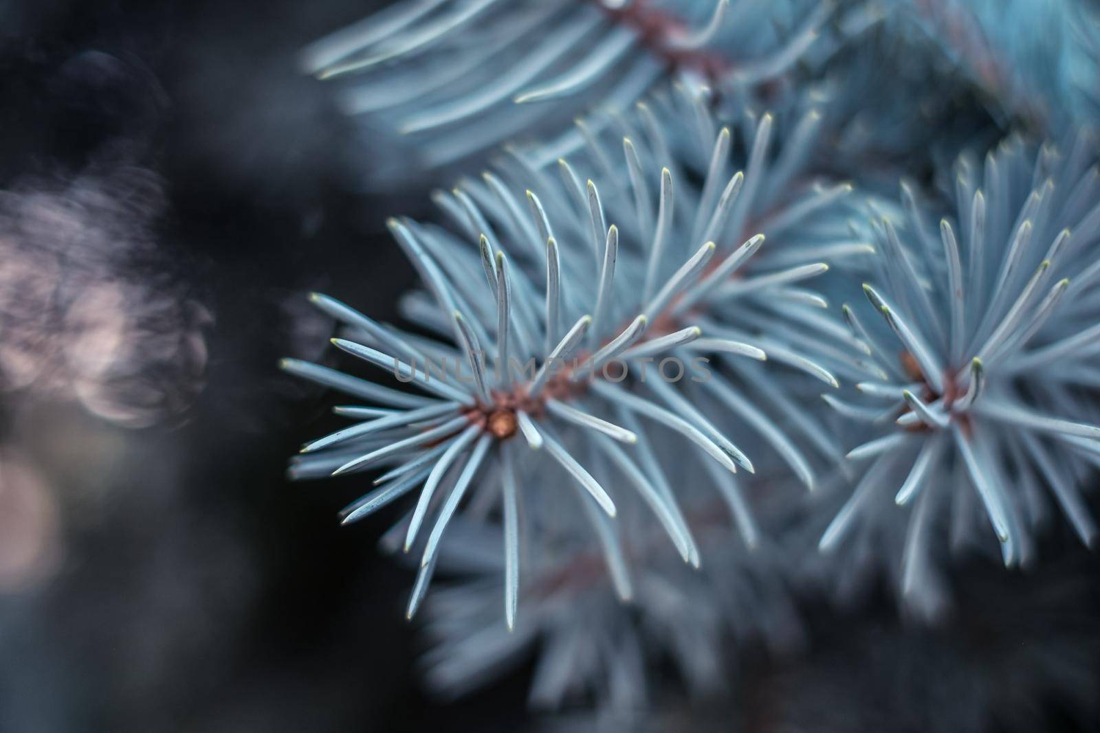 blue spruce branches close view