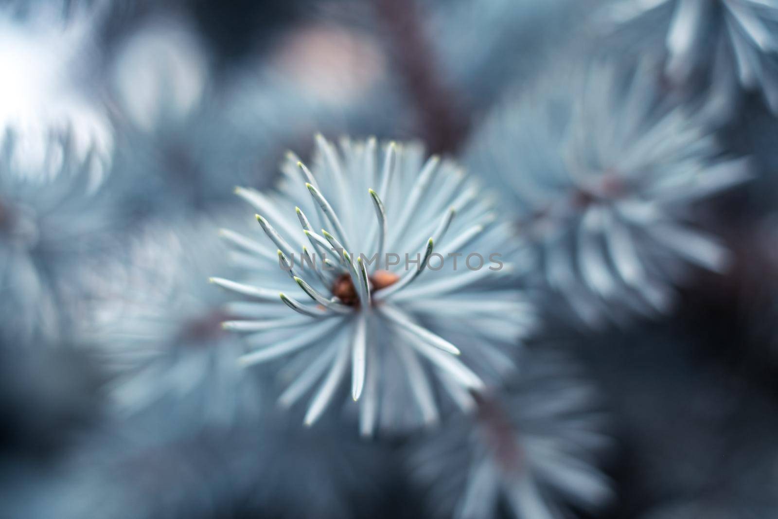 blue spruce branches close view