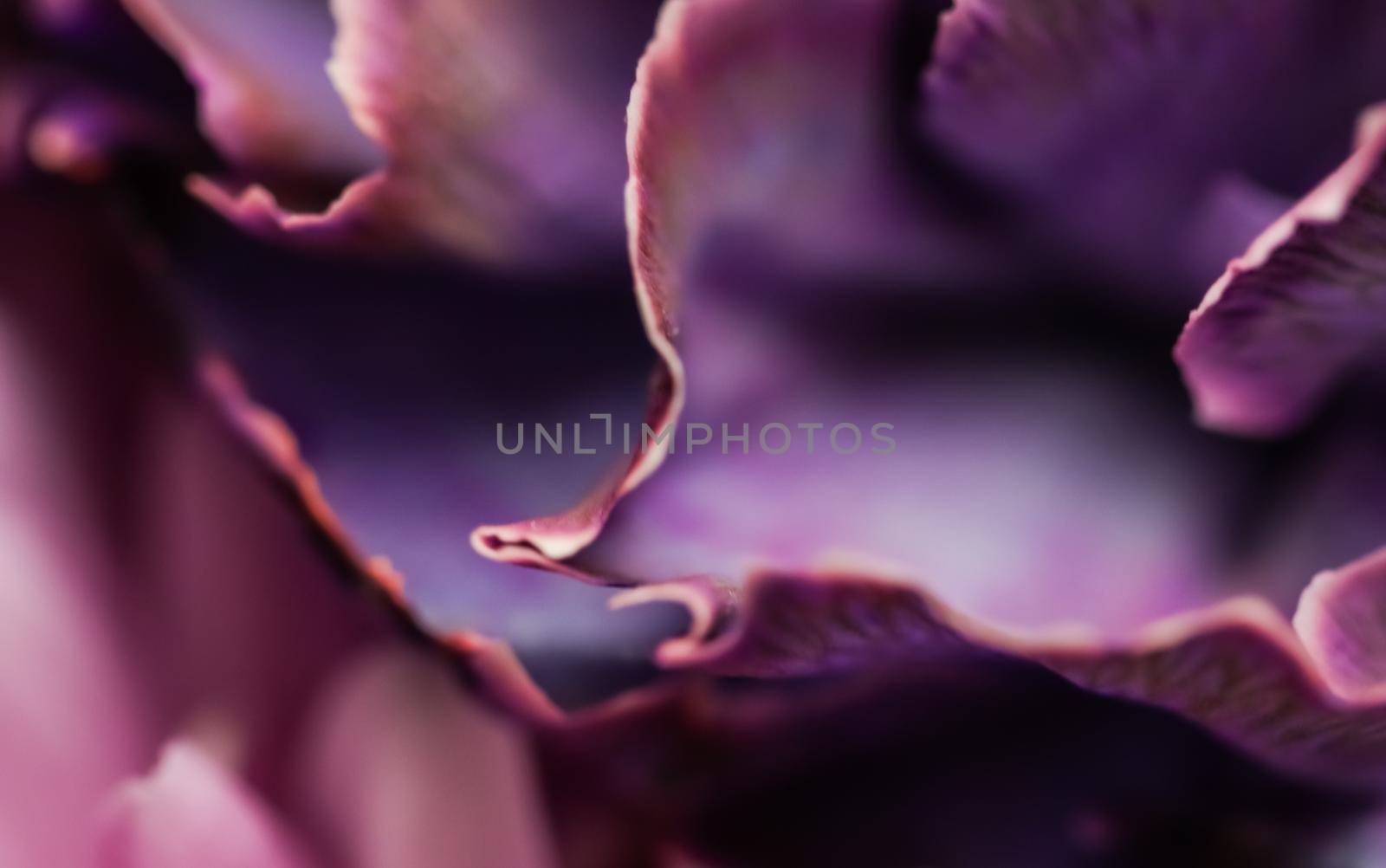 Abstract floral background, purple carnation flower. Macro flowers backdrop for holiday brand design by Olayola