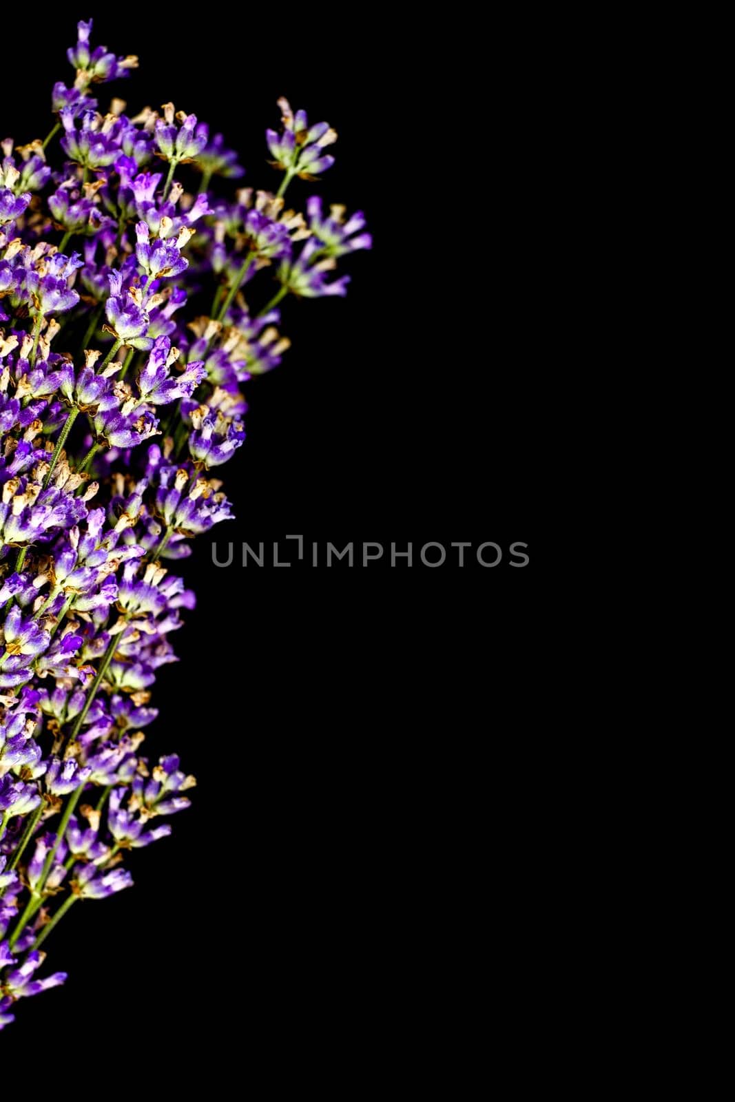 lavender flower on black background