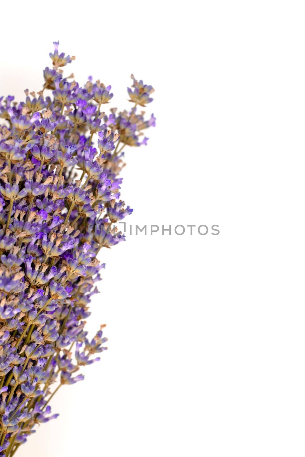 lavender flower on white background by Roberto
