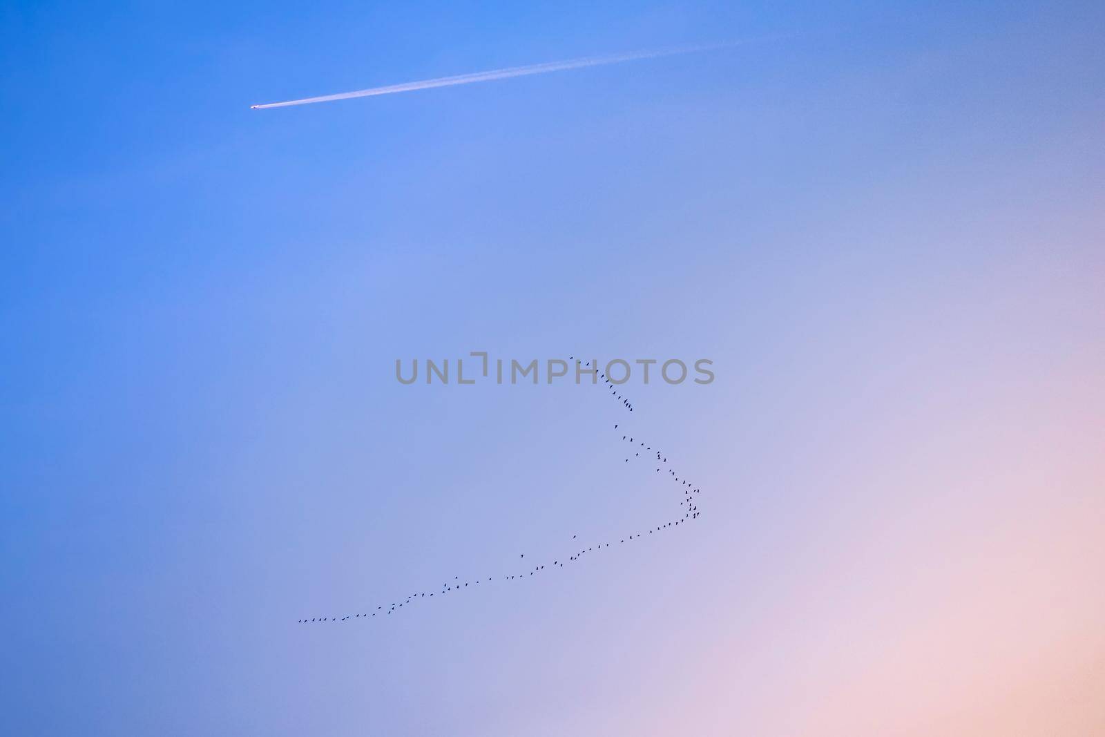 Migration of birds and airplane by Roberto