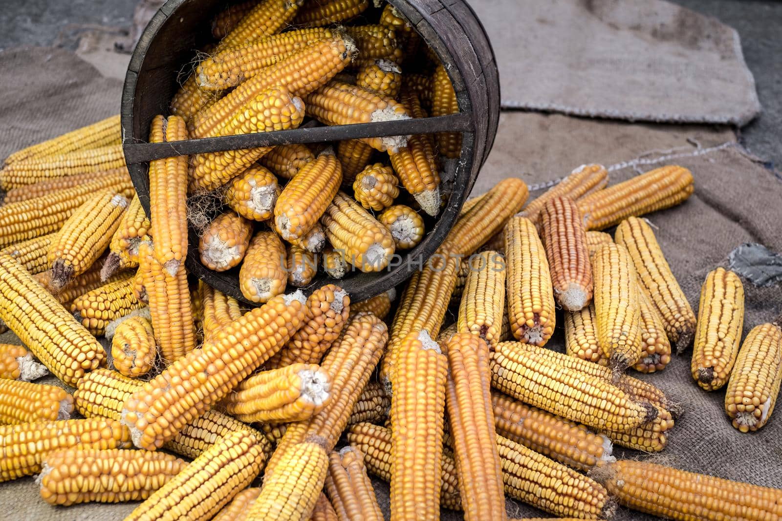 old wooden bushel with dried corn by Roberto