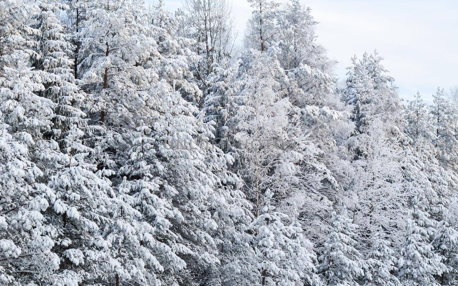 Beautiful winter snowy forest with snow covered trees, a fairy tale, mystery