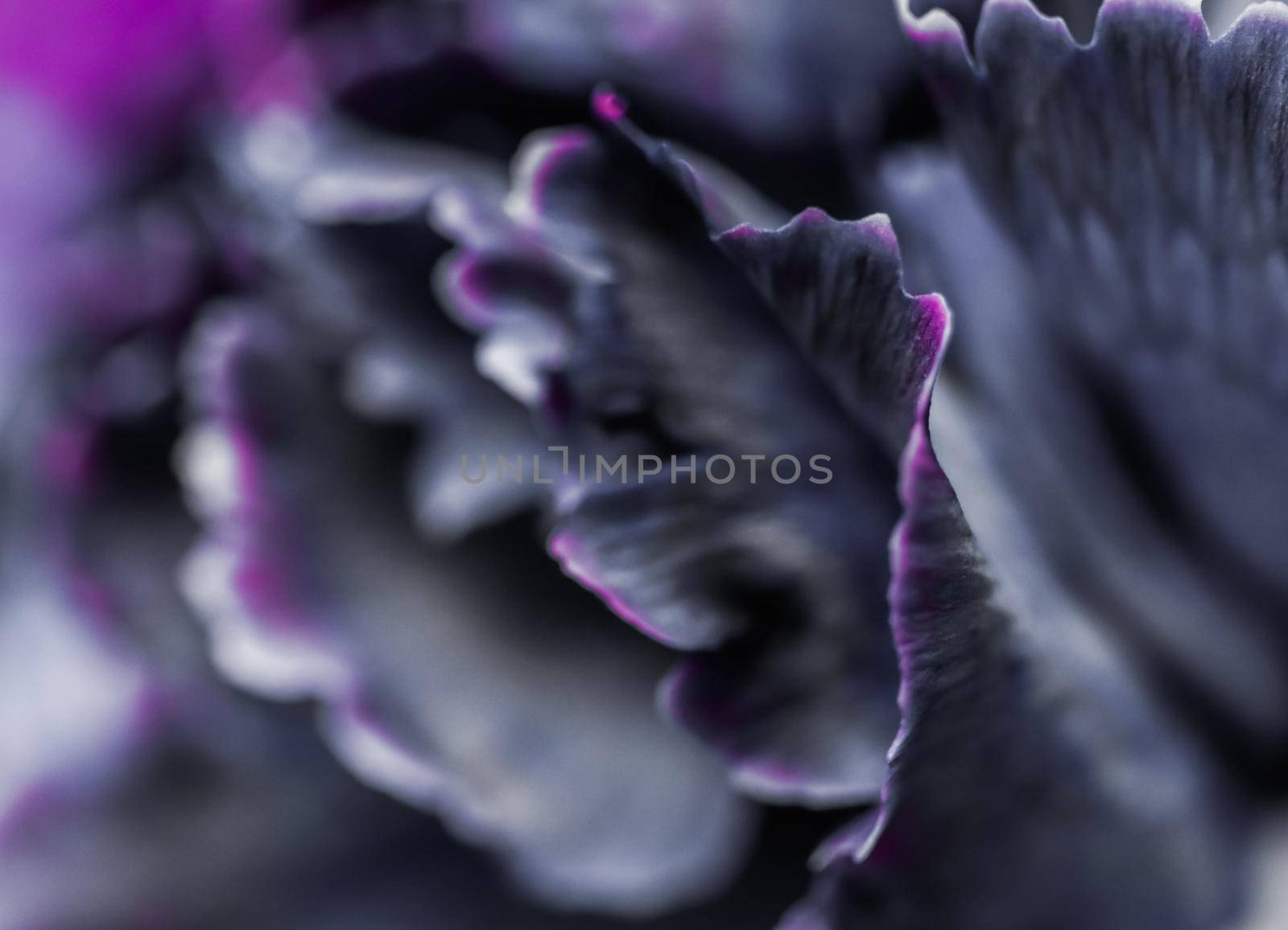 Abstract floral background, black carnation flower. Macro flowers backdrop for holiday brand design by Olayola
