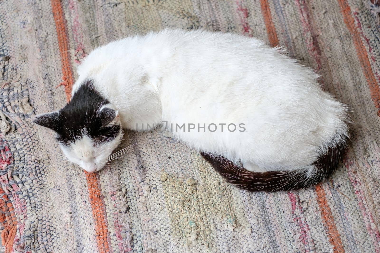 a cat sleeps on a mat in the country yard