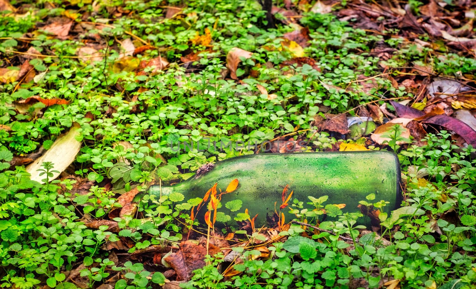 a glass bottle thrown into the woods by Roberto