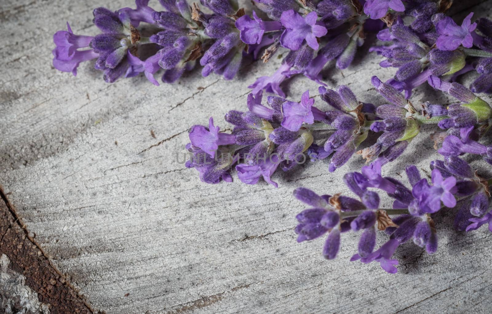 Lavender flowers on a gray rustic background of an old stump