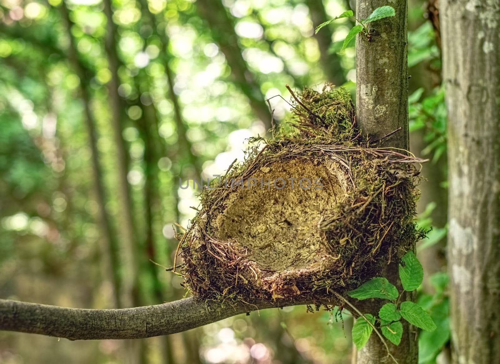 bird's nest in the tree by Roberto