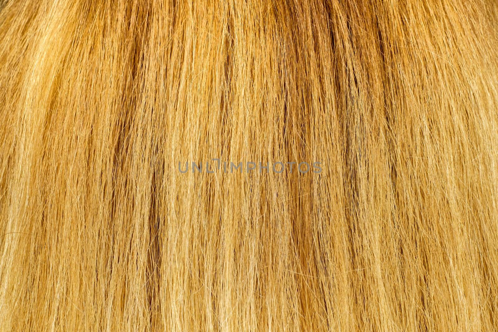 Blond Hair Texture, close view