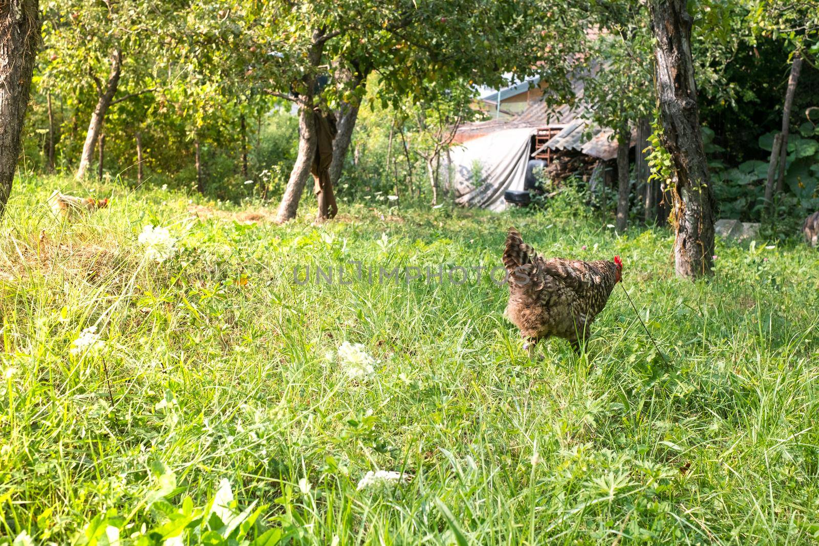 chickens in the country yard by Roberto