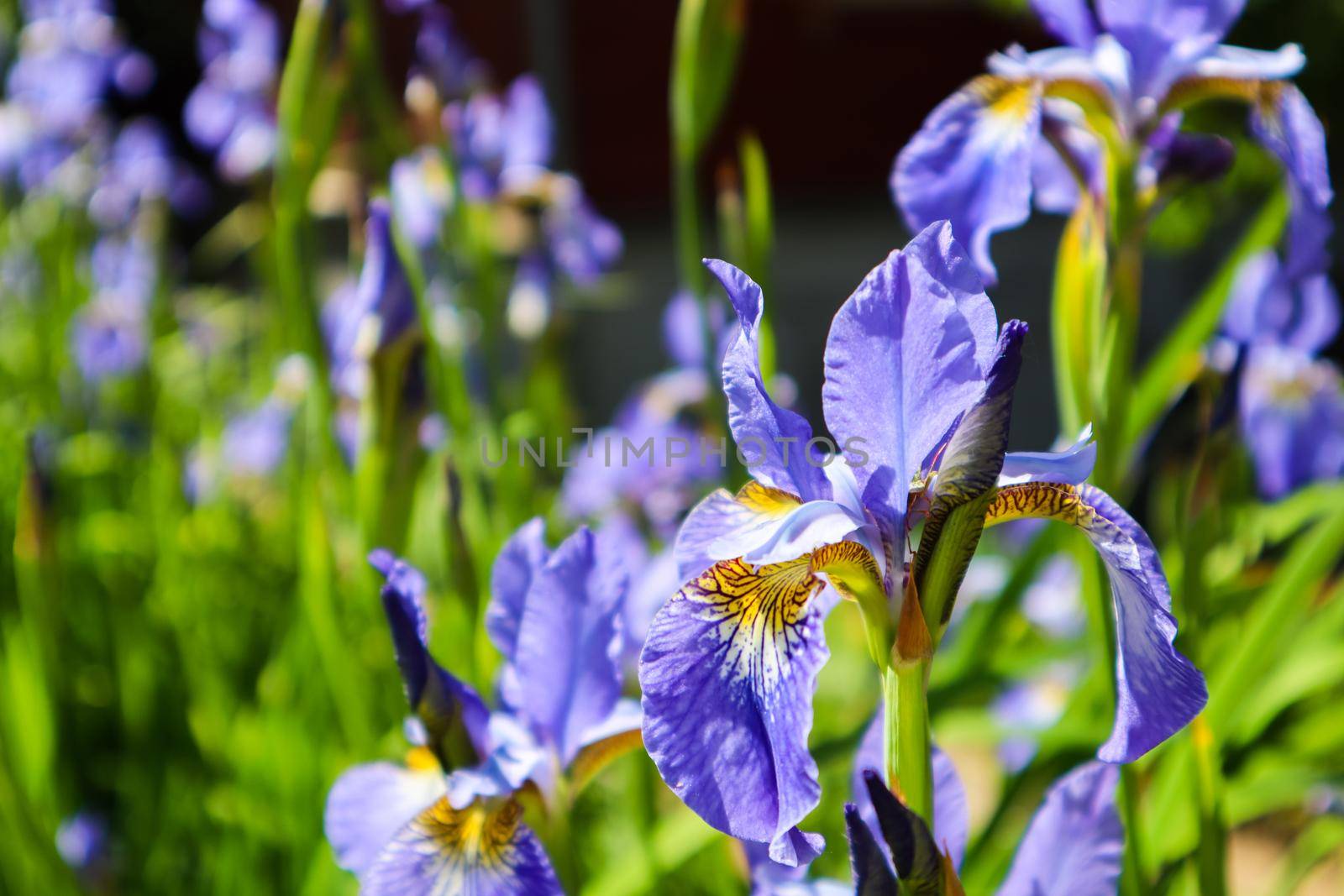 Blooming violet iris flowers in the garden. Gardening concept. Flower background by Olayola