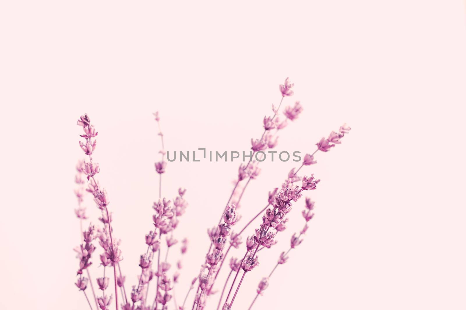Dried lavender flowers arranged on bright purple background