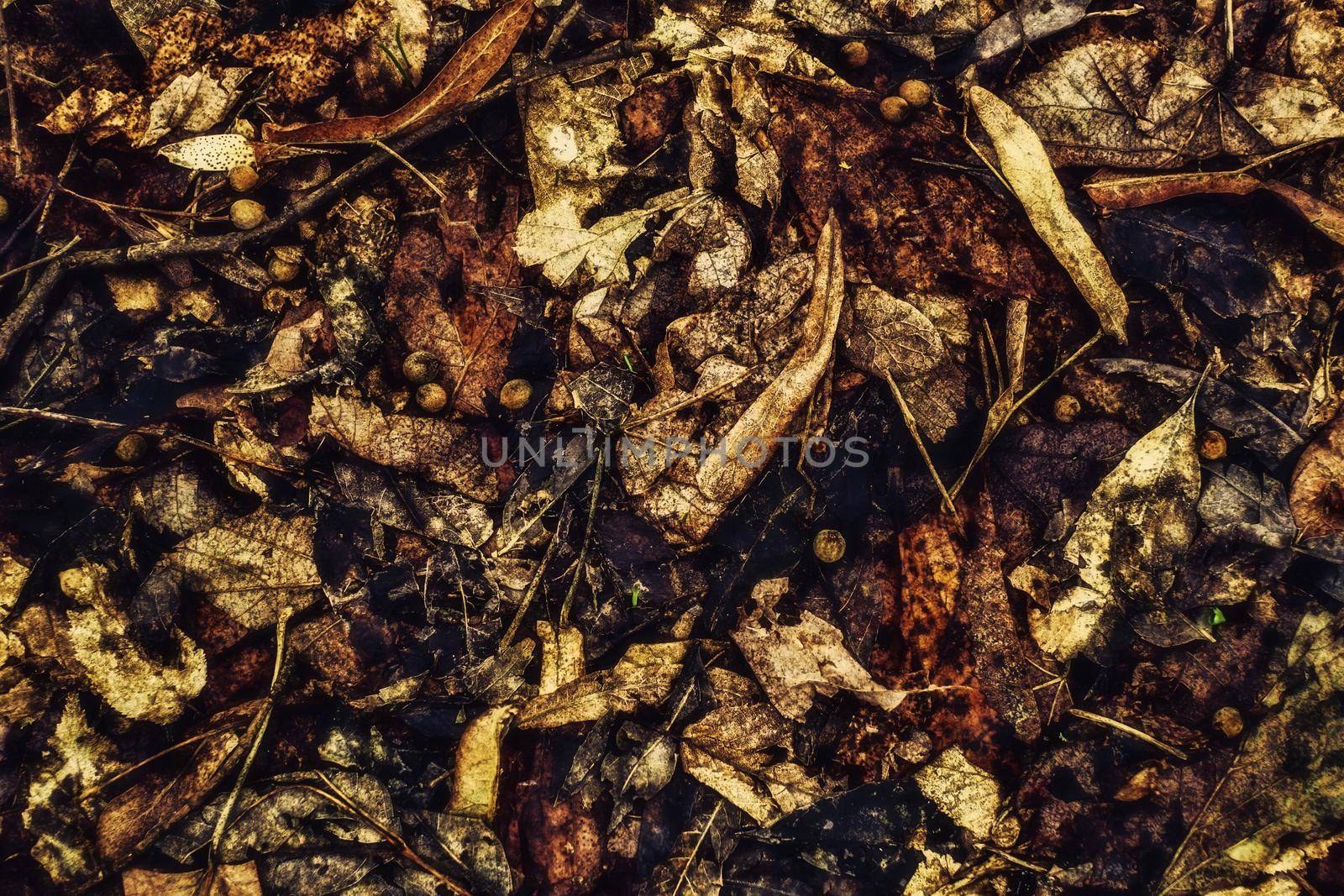 dried leaves covering the ground