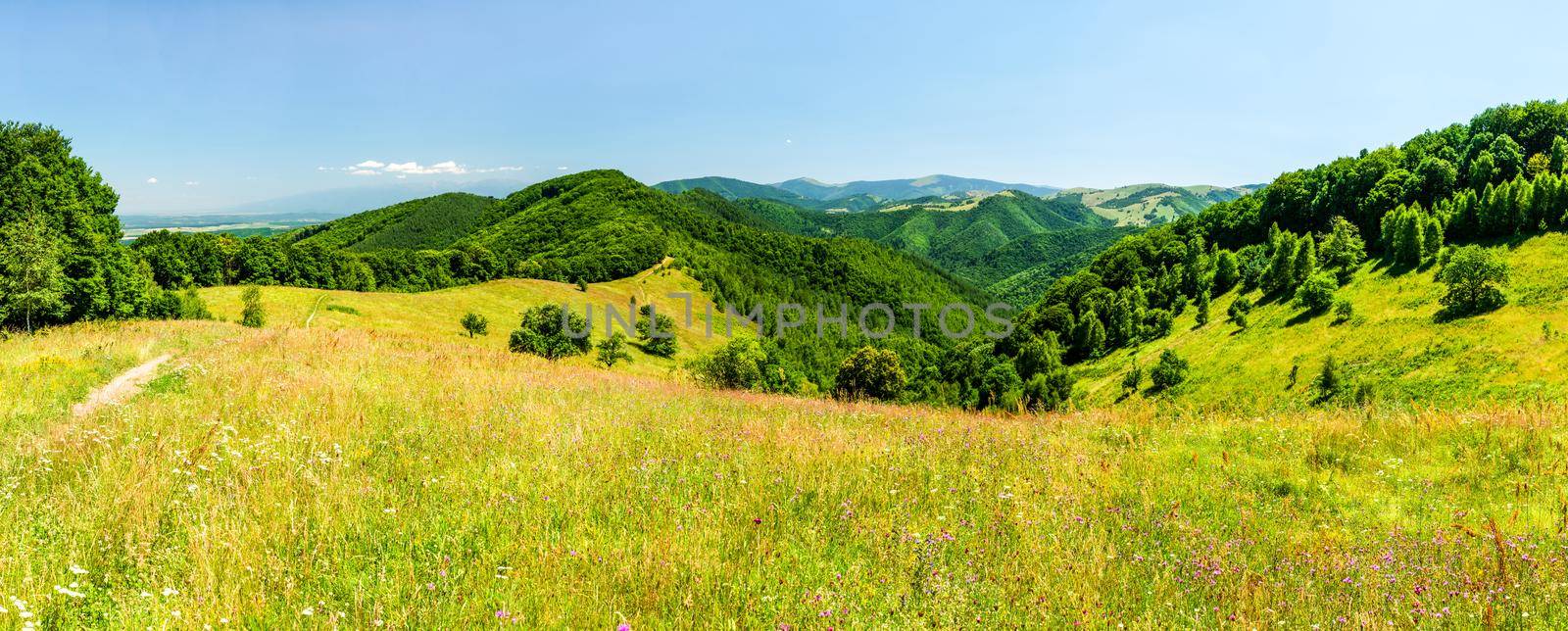 Field of spring flowers, Calugaru hill, Cindrel mountains, Romania, 1600m, high resolution