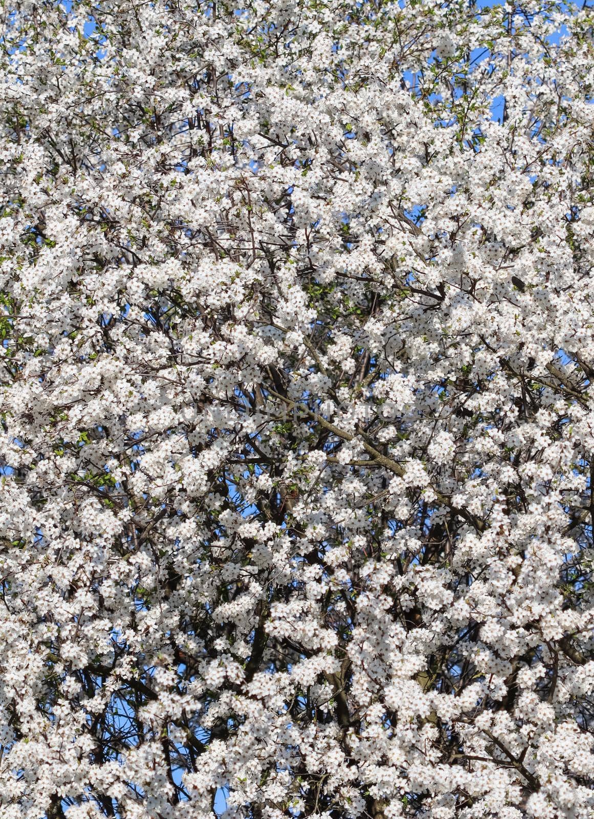 Cherry blossoms in spring. Beautiful white flowers by Olayola