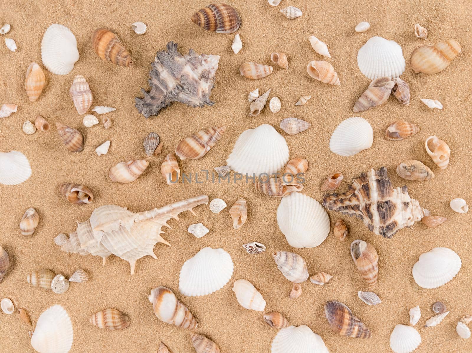 Mix of sea shells on sand background. by anna_artist