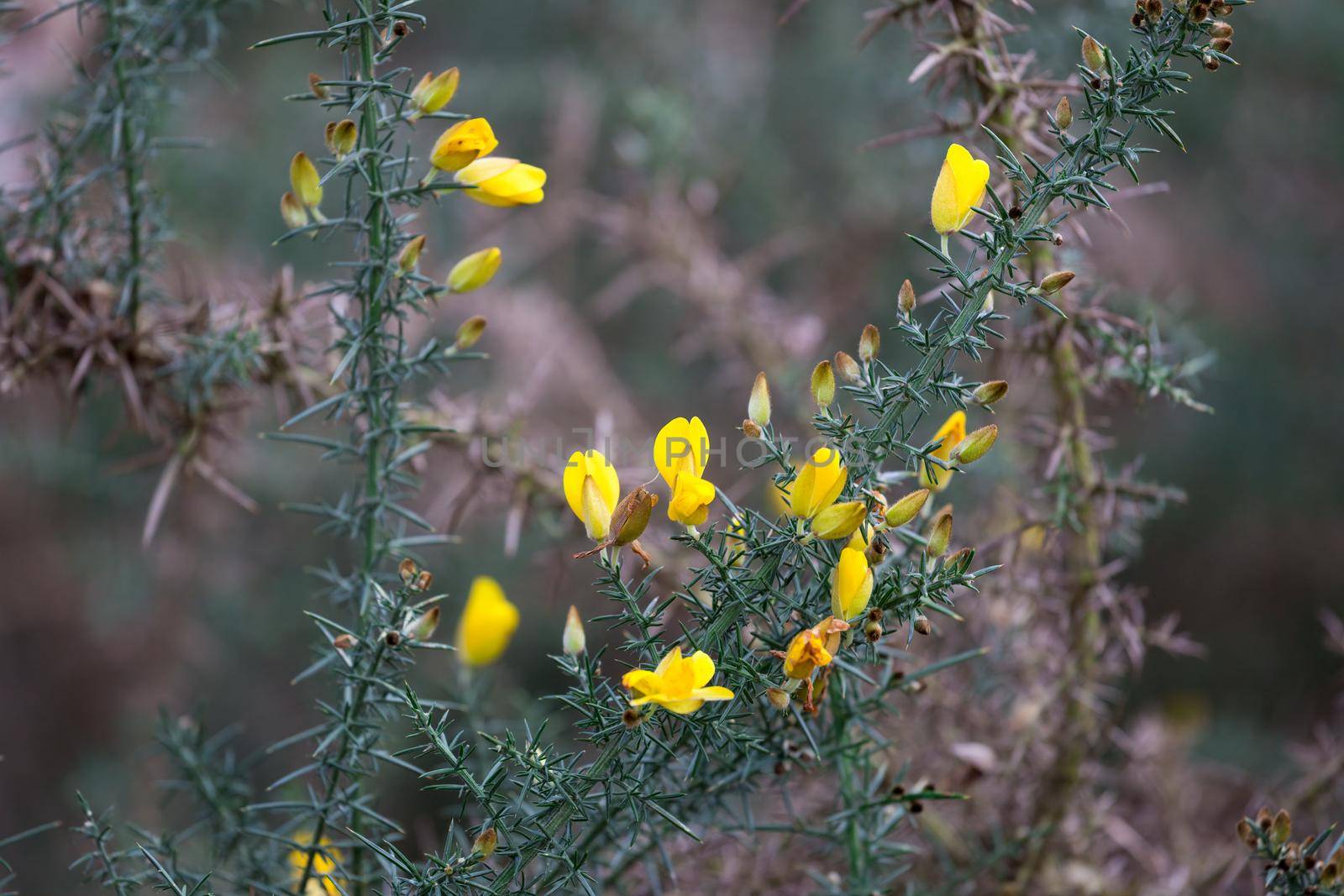 Yellow Common Gorse blooming on Wimbledon Common by magicbones