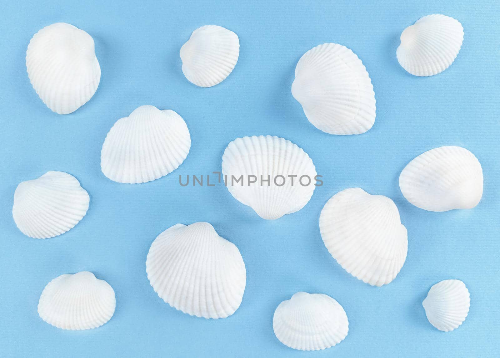 White seashells on a blue background.